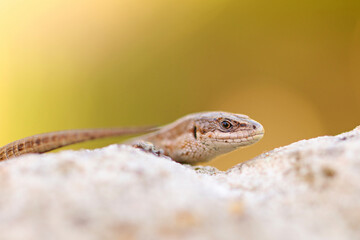 Waldeidechse im besten Licht - Zootoca vivipara