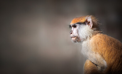 Baby Patas monkey portrait