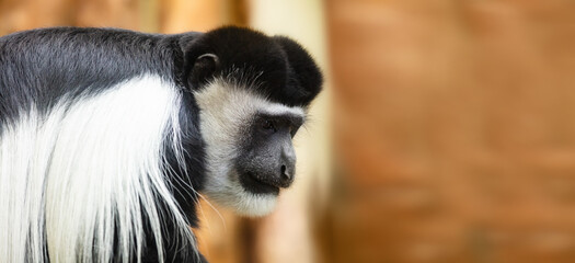 Gibbon monkey portrait