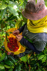 skilled fast coffee picking in Colombia