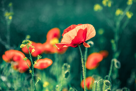 czerwone maki i niebieskie chabry na kolorowej łące