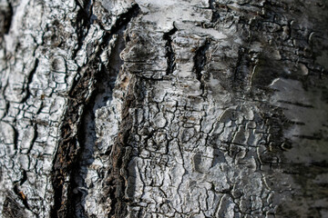 Сlose-up texture of birch bark