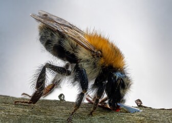pszczolinka (Andrena) spija kroplę wody