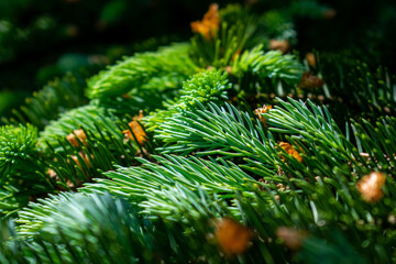 Close-up of a pine tree needle