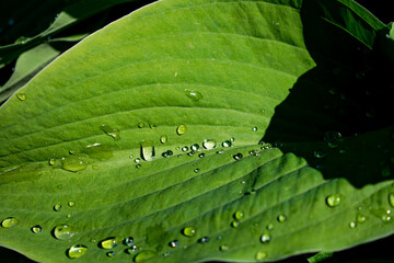 Сlose-up of a leaf covered with raindrops