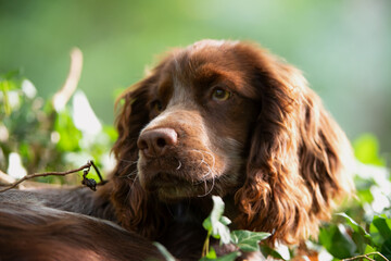 Cockerspaniel Hündin im Platz Portrait Kopf