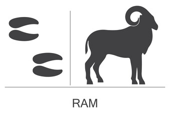 Ram silhouette and footprints. Vector illustration on a white background.