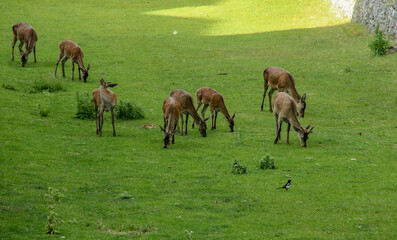 Naklejka na ściany i meble Manada de ciervos rojos (Cervus elaphus), también llamados ciervos europeos o ciervos en la fosa de la ciudadela de Jaca, España. Ciervos pastando hierba verde a principios de verano.