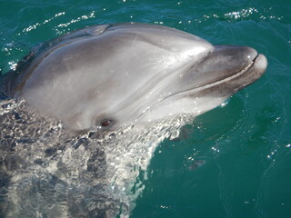 伊豆の海でイルカと遊びました。