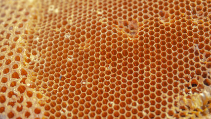 close up honey bee hive pattern. orange colour, nature backgound texture.