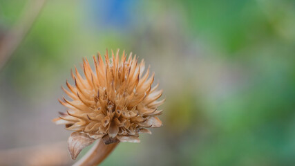 one dry grass flower with in blurry background, Nature screen texture.