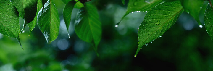Fototapeta na wymiar 雨　桜の葉