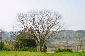 tree