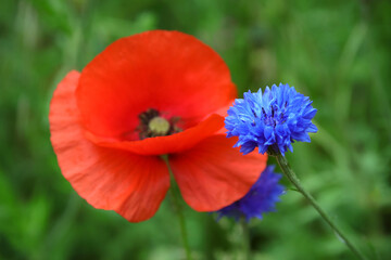Obraz premium kornblume und mohnblüte auf der wiese