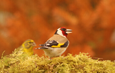 Stieglitz - Distelfink 