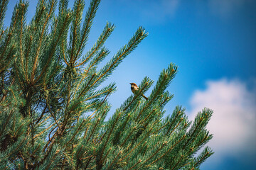 Vogel bei der Futtersuche - Eine kleine Kohlmeise sitzt friedlich auf einer Tanne und schaut...