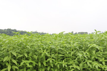 green colored jute farm on field
