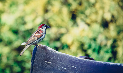 Eine kleine Kohlmeise sitzt friedlich auf einer Holzbank als Vogel in Nahaufnahme - In Ruhe in die...