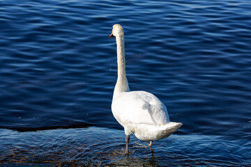 One white king swan Cygnus olor stands on a rocky shore in the waters of the Baltic Sea in Riga, Latvia