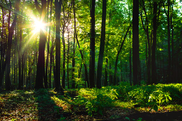 Fototapeta na wymiar Morgensonne im Laub Wald frisches grün mit herrlichen Sonnenstrahlen