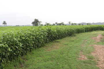 Fototapeta na wymiar green colored jute farm on field