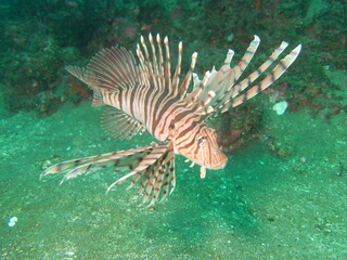 伊豆の海でダイビング中にミノカサゴを見かけました。