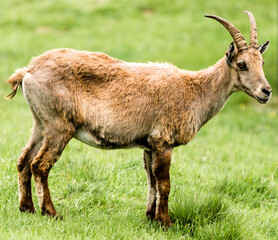 Jeune bouquetin alpin aux Houches, Haute-Savoie, France