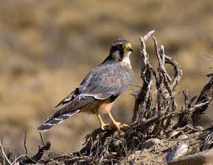 Aplomadovalk, Aplomado Falcon, Falco femoralis