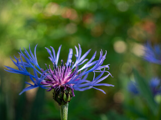 blue flower button bachelor, close-up