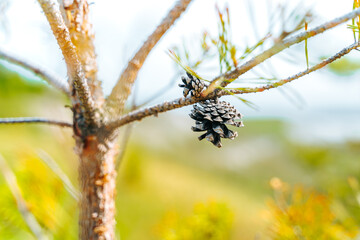 Young pinecone on a tree close-up