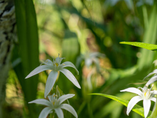 white wildflowers in the meadow