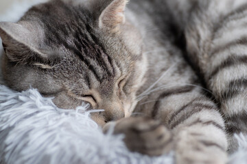 眠る猫　サバトラ猫