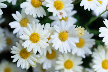 満開の白い花