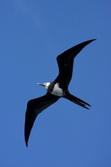 Ascension Frigatebird, Ascensionfregatvogel, Fregata aquila