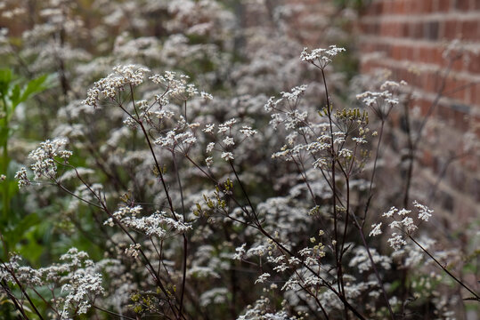 Anthriscus sylvestris Ravenswing cow parsley with dark purple or black stems for a natural wildlife garden