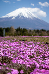 Obraz premium 富士山のふもとのガーデン