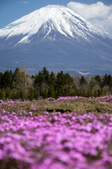 富士山のふもとのガーデン