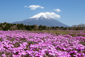 富士山のふもとのガーデン