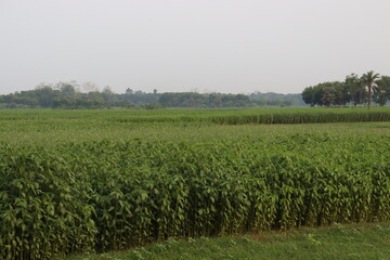 green colored jute farm on field