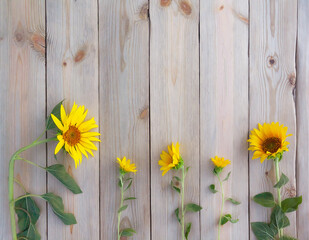 Obraz premium beautiful sunflowers on rustic wooden boards. wooden background with summer flowers