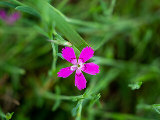 pink wildflower in the meadow