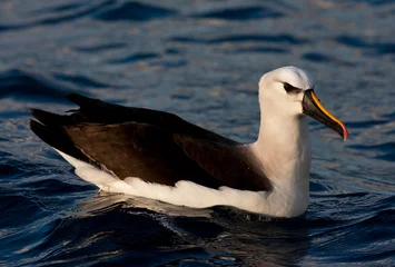 Foto op Aluminium Atlantische Geelsnavelalbatros, Atlantic Yellow-nosed Albatross,Thalassarche chlororhynchos © AGAMI