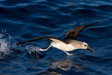 Fototapeta na wymiar Atlantische Geelsnavelalbatros, Atlantic Yellow-nosed Albatross, Thalassarche chlororhynchos