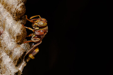 close up insect wasp nest with eggs