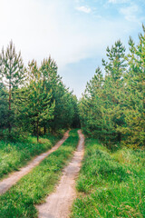 Beautiful forest landscape with a path deep into the forest