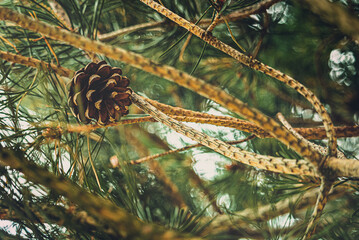 Kiefern Zapfen in Nahaufnahme hängen im Baum an einem warmen Sommertag- Waldkiefer - Gemeine...