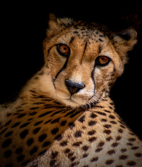 Cheetah portrait with black background