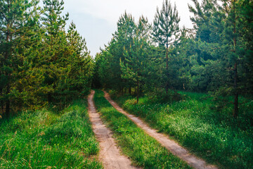 Fototapeta premium Beautiful forest landscape with a path deep into the forest