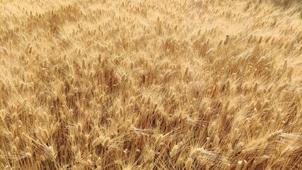 Campo di grano nel mese di giugno