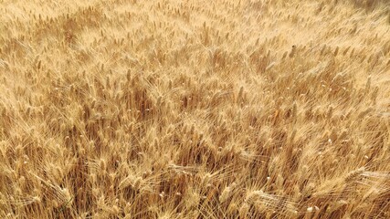 Campo di grano nel mese di giugno